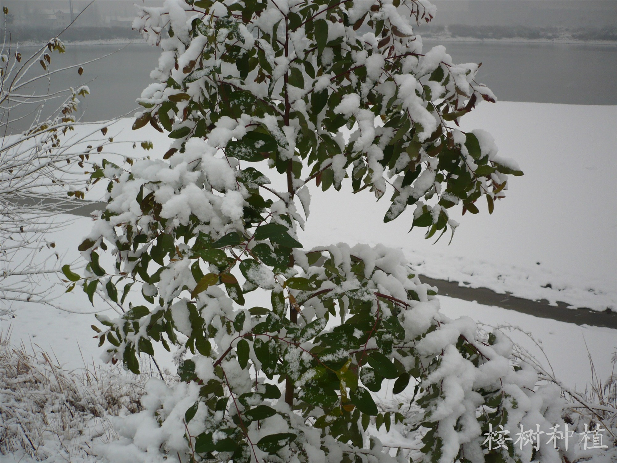 雪中的常寒1号桉幼树